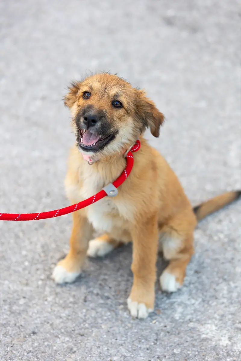 Hundetraining