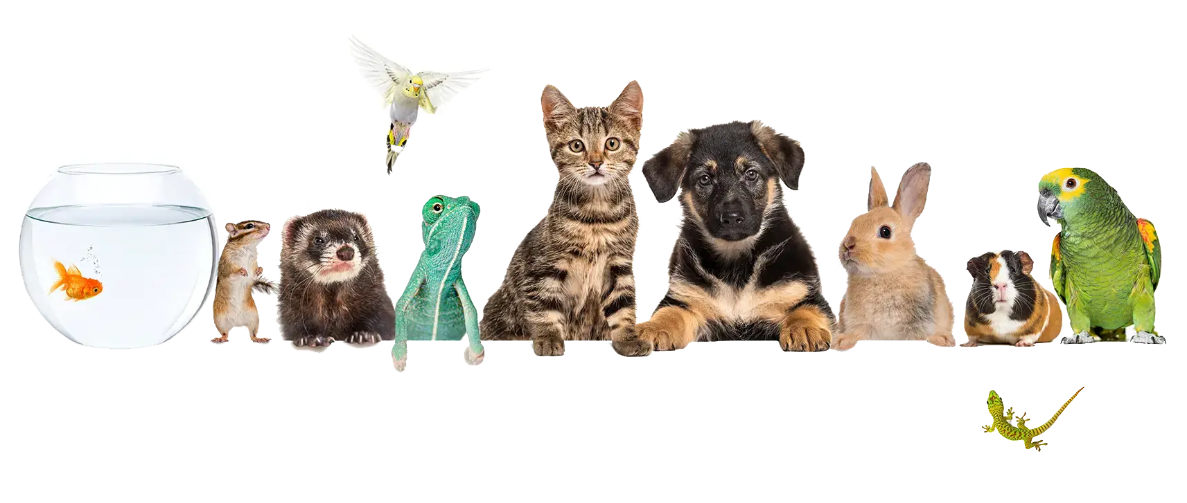 Tiere