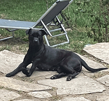 Nelly, Patterdale Terrier
