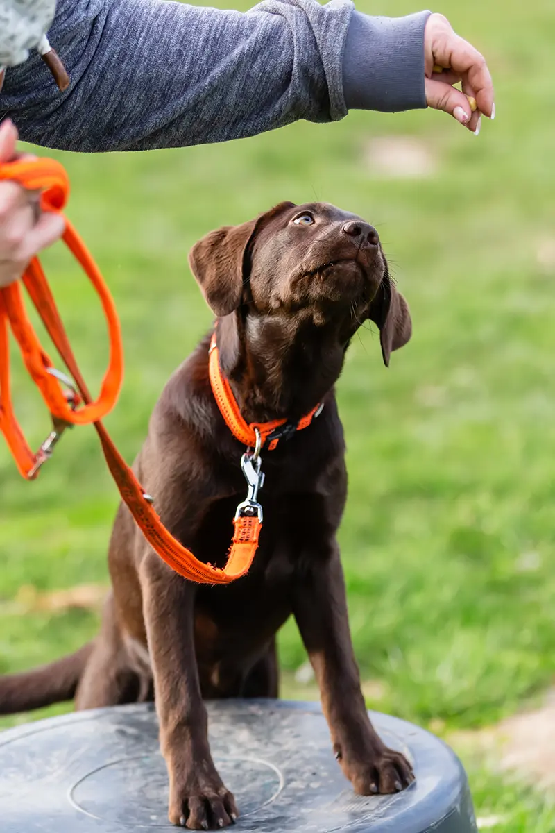 Hundetraining