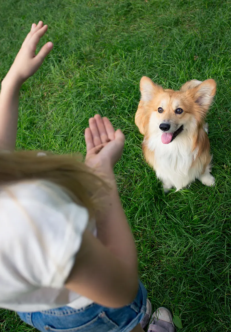 Hundetraining