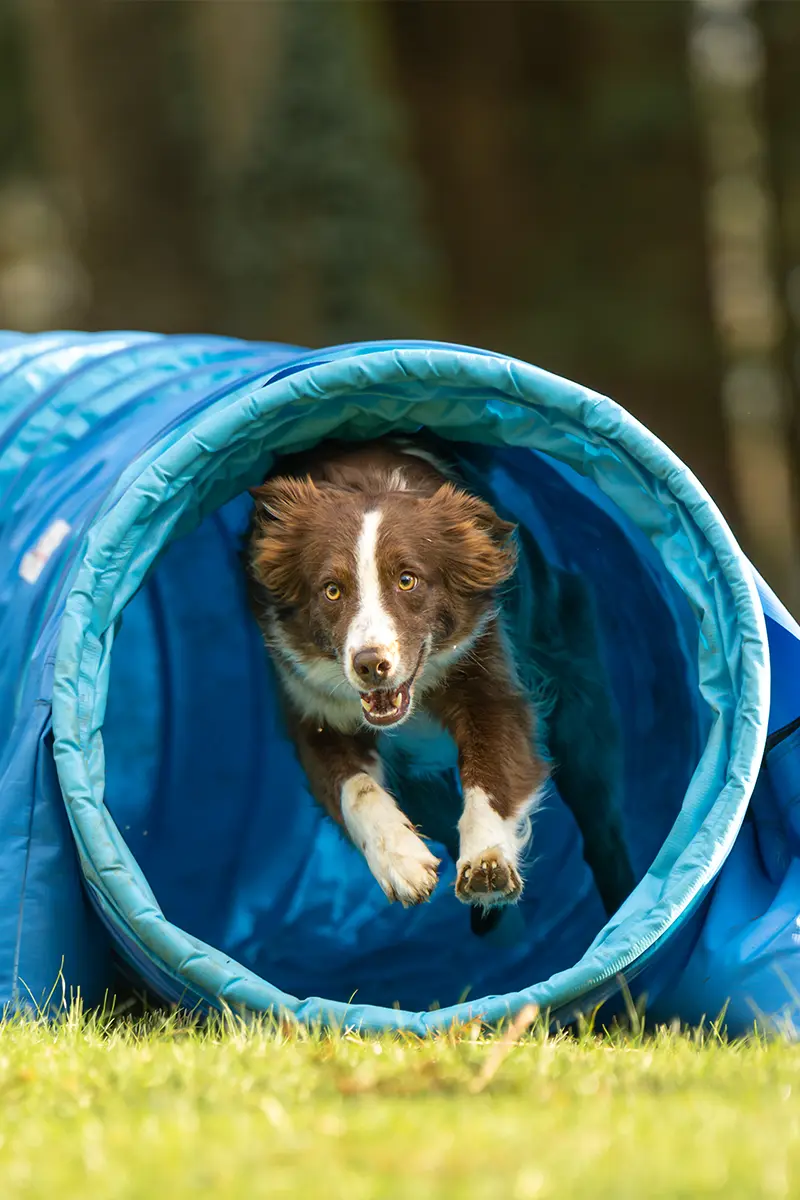 Hundetraining