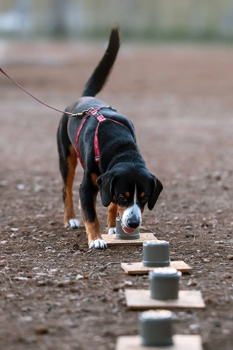 Hundetraining
