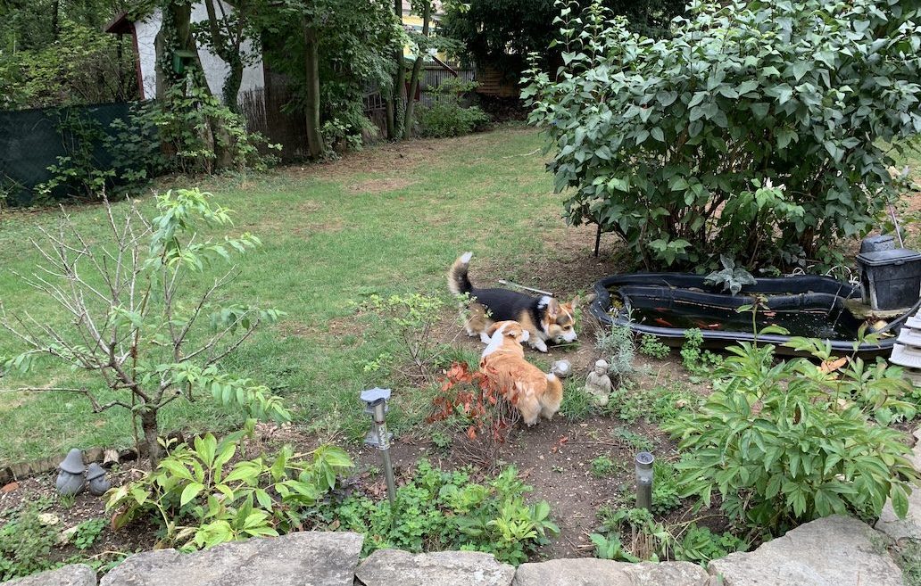 Pfotenwelt - Hundebetreeung, Hunde im Garten